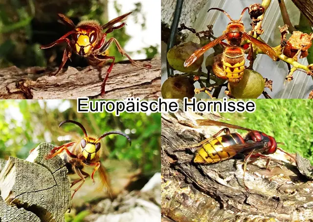 Europäische Hornisse (Vespa crabro) Carl von Linné 1758
Ordnung: Hautflügler (Hymenoptera)
Teilordnung:	Stechimmen (Aculeata)
Überfamilie:	Vespoidea
Familie:	Faltenwespen (Vespidae)
Unterfamilie:	Echte Wespen (Vespinae)
Gattung:	Hornissen (Vespa)
Art:	Europäische Hornisse | Foto: GvMeegen