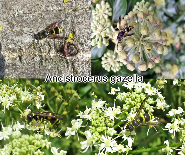 (odtN) Ancistrocerus gazella Georg Wolfgang Franz Panzer 1798
Ordnung: Hautflügler (Hymenoptera)
Teilordnung:	Stechimmen (Aculeata)
Überfamilie:	Vespoidea
Familie:	Faltenwespen (Vespidae)
Unterfamilie:	Solitäre Faltenwespen (Eumeninae)
Gattung:	Ancistrocerus
Art:	Ancistrocerus gazella | Foto: GvMeegen