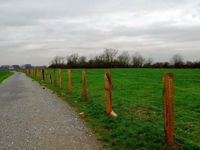 Errichtung von Schutzzäunen entlang der Wege im Naturschutzgebiet Rheinaue Walsum, Königstraße oben auf der Deichkrone nähe Hafenbecken/Wendebecken | Foto: Siegmund Walter, 03.12.2025, 11:46 Uhr