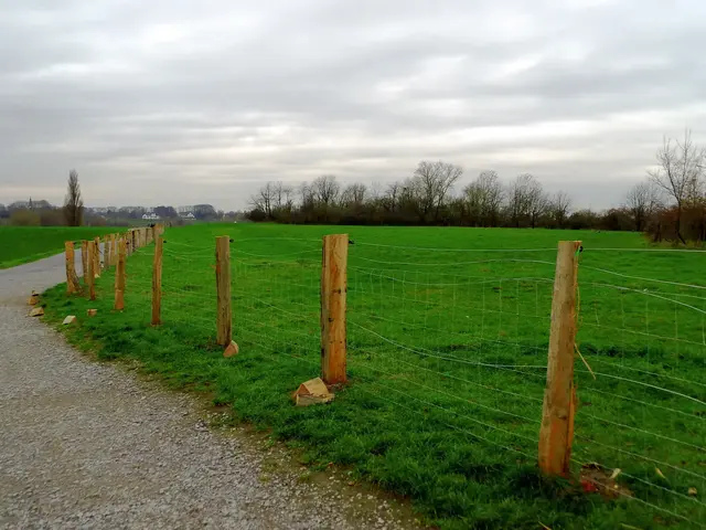 Errichtung von Schutzzäunen entlang der Wege im Naturschutzgebiet Rheinaue Walsum, Königstraße oben auf der Deichkrone nähe Hafenbecken/Wendebecken | Foto: Siegmund Walter, 03.12.2025, 11:40 Uhr