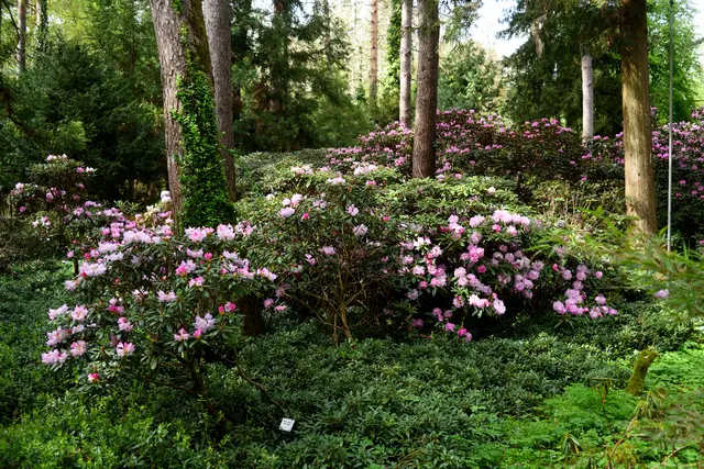 Der Rhododendronwald
