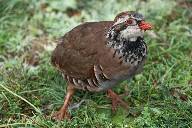 (Symbolbild) Rothuhn, auch als französisches Rebhuhn bekannt.  | Foto: Jacqueline Macou auf Pixabay