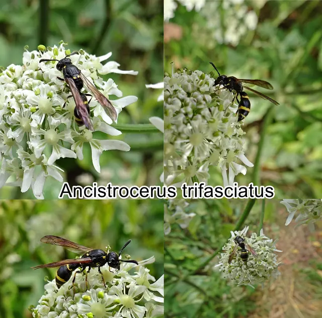 (odtN) Ancistrocerus trifasciatus Philipp Ludwig Statius Müller 1776
Ordnung: Hautflügler (Hymenoptera)
Familie:	Faltenwespen (Vespidae)
Unterfamilie: Solitäre Faltenwespen (Eumeninae)
Gattung:	Ancistrocerus
Art:	Ancistrocerus trifasciatus | Foto: GvMeegen