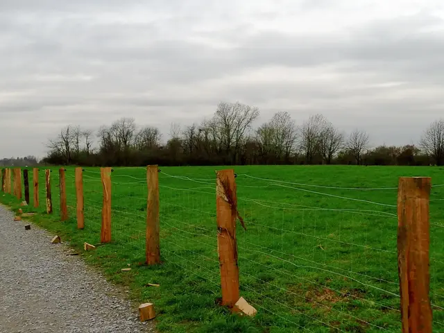 Errichtung von Schutzzäunen entlang der Wege im Naturschutzgebiet Rheinaue Walsum, Königstraße oben auf der Deichkrone nähe Hafenbecken/Wendebecken | Foto: Siegmund Walter, 03.12.2025, 11:40 Uhr