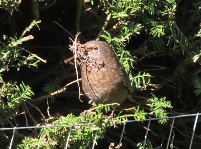 Ausschnitt aus dem Original-Foto (nächstes Bild). | Foto: M. A.