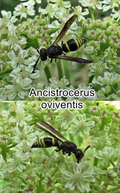 (odtN) Ancistrocerus oviventris Constantin Wesmael 1836
Ordnung: Hautflügler (Hymenoptera)
Teilordnung:	Stechimmen (Aculeata)
Überfamilie:	Vespoidea
Familie:	Faltenwespen (Vespidae)
Unterfamilie:	Solitäre Faltenwespen (Eumeninae)
Gattung:	Ancistrocerus
Art:	Ancistrocerus oviventris | Foto: GvMeegen