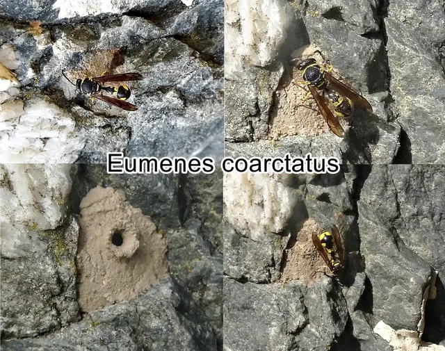 (odtN) Eumenes coarctatus Carl von Linné 1758
Ordnung: Hautflügler (Hymenoptera)
Teilordnung:	Stechimmen (Aculeata)
Überfamilie:	Vespoidea
Familie:	Faltenwespen (Vespidae)
Unterfamilie:	Solitäre Faltenwespen (Eumeninae)
Gattung:	Töpferwespen (Eumenes)
Art:	Eumenes coarctatus | Foto: GvMeegen