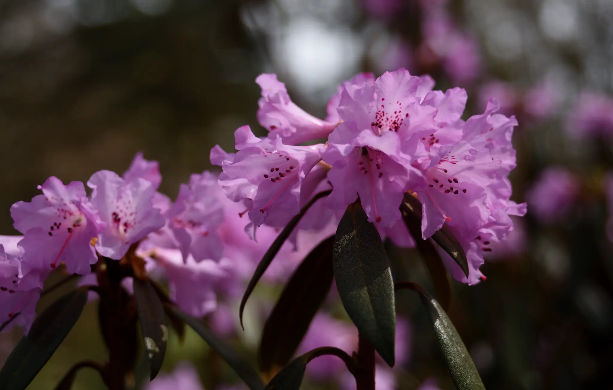 Botanischer Garten Marburg: Rhododendronblte - Marburg