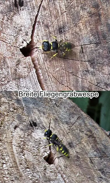 Breite Fliegengrabwespe (Ectemnius lituratus) Georg Wolfgang Franz Panzer 1804
Ordnung: Hautflügler (Hymenoptera)
Überfamilie:	Apoidea
ohne Rang:	Grabwespen (Spheciformes)
Familie:	Crabronidae
Unterfamilie:	Crabroninae
Gattung:	Ectemnius
Art: | Foto: GvMeegen