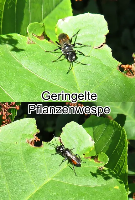 Geringelte Pflanzenwespe (Macrophya annulata)
Ordnung: Hautflügler (Hymenoptera)
Überfamilie:	Blattwespenartige (Tenthredinoidea)
Familie:	Echte Blattwespen (Tenthredinidae)
Unterfamilie:	Tenthredininae
Art: Geringelte Pflanzenwespe  | Foto: GvMeegen