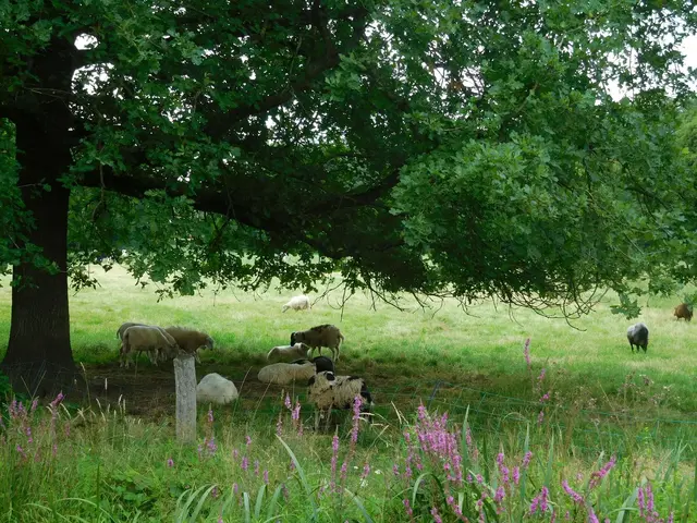 Im Bremer Bürgerpark | Foto: Astrid Günther