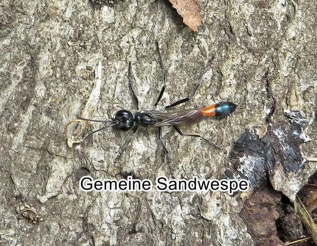 Gemeine Sandwespe (Ammophila sabulosa)  Carl von Linné 1758
Ordnung: Hautflügler (Hymenoptera)
Teilordnung:	Stechimmen (Aculeata)
Überfamilie:	Apoidea
ohne Rang:	Grabwespen (Spheciformes)
Familie:	Sphecidae
Gattung:	Sandwespen (Ammophila)
Art:	Gemeine Sandwespe | Foto: GvMeegen