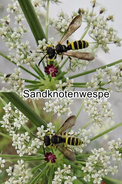 Sandknotenwespe (Cerceris arenaria) Carl von Linné 1758
Ordnung: Hautflügler (Hymenoptera)
Teilordnung:	Stechimmen (Aculeata)
Überfamilie:	Apoidea
ohne Rang:	Grabwespen (Spheciformes)
Familie:	Crabronidae
Gattung:	Knotenwespen (Cerceris)
Art:	Sandknotenwespe | Foto: GvMeegen