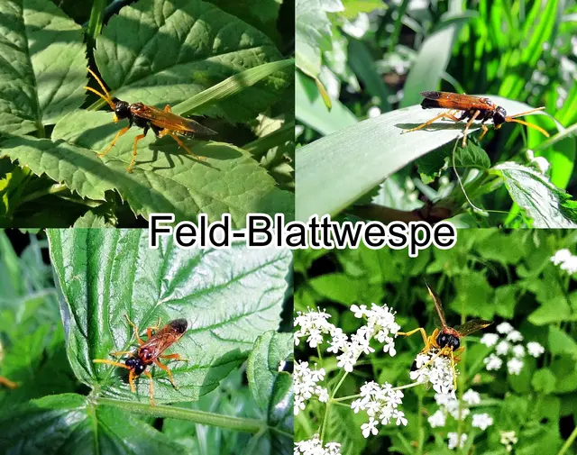 Feld-Blattwespe (Tenthredo campestris) Carl von Linné 1758
Ordnung: Hautflügler (Hymenoptera)
Überfamilie:	Blattwespenartige (Tenthredinoidea)
Familie:	Echte Blattwespen (Tenthredinidae)
Unterfamilie:	Tenthredininae
Gattung:	Tenthredo
Untergattung:	Endotethryx
Art:	Feld-Blattwespe | Foto: GvMeegen