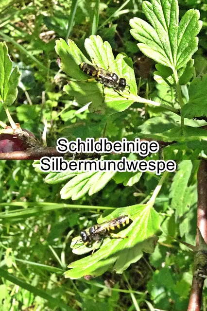 Schildbeinige Silbermundwespe (Crabro cribrarius) Carl von Linné 1758
Ordnung: Hautflügler (Hymenoptera)
Teilordnung:	Stechimmen (Aculeata)
Überfamilie:	Apoidea
ohne Rang:	Grabwespen (Spheciformes)
Familie:	Crabronidae
Gattung:	Crabro
Art: Schildbeinige Silbermundwespe | Foto: GvMeegen