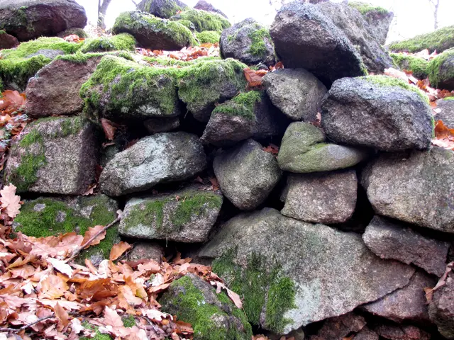 Im nordöstlichen Bereich des Hexentanzplatzes befindet sich der 150 Meter lange Sachsenwall, der einst zur Hornburg gehörte. Sie entstand etwa 700 Jahre vor der Zeitrechnung und diente Germanen als Fluchtburg.  | Foto: Kurt Wolter