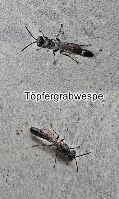 Töpfergrabwespe (Trypoxylon figulus) Carl von Linné 1758
Ordnung: Hautflügler (Hymenoptera)
Teilordnung:	Stechimmen (Aculeata)
Überfamilie:	Apoidea
ohne Rang:	Grabwespen (Spheciformes)
Familie:	Crabronidae
Gattung:	Trypoxylon
Art:	Töpfergrabwespe | Foto: GvMeegen