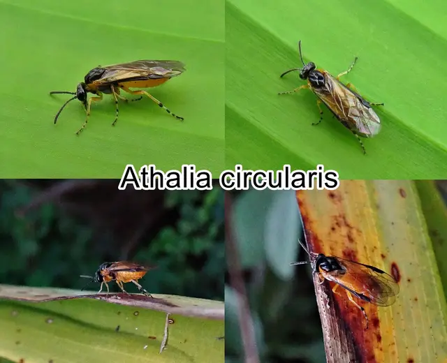 (odtN) Athalia circularis  Johann Christoph Friedrich Klug 1815
Ordnung: Hautflügler (Hymenoptera)
Unterordnung:	 Pflanzenwespen/Sägewespen (Symphyta)
Familie:	Echte Blattwespen (Tenthredinidae)
Gattung:	Athalia
Art: Athalia circularis | Foto: GvMeegen