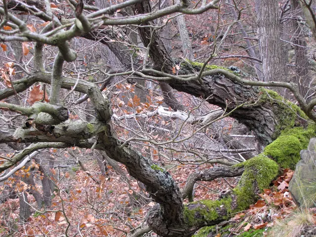 Knorrige Bäume strecken ihre Äste wie die Arme von Geistern aus, die nach dem Wanderer zu greifen scheinen. | Foto: Kurt Wolter