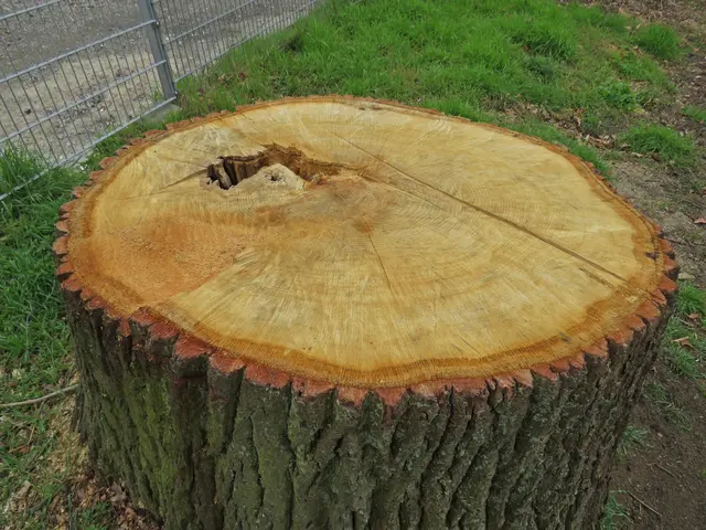 Die letzte Eiche | Foto: GvMeegen