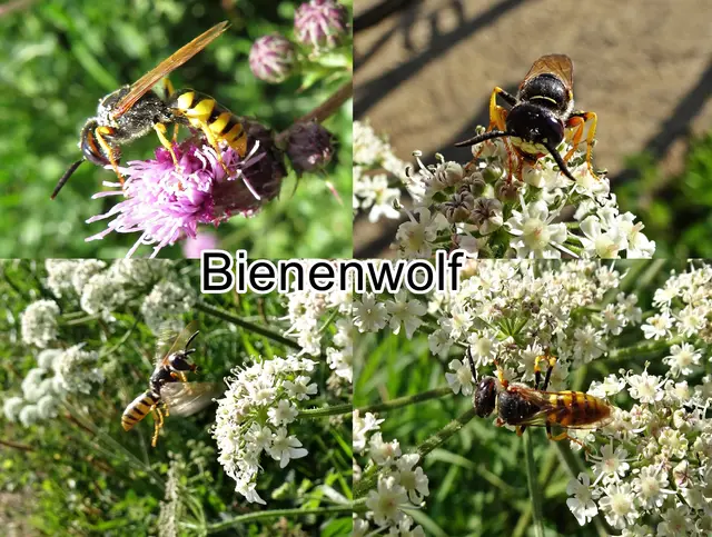 Bienenwolf Männchen (Philanthus triangulum)  Johann Christian Fabricius 1775
Ordnung: Hautflügler (Hymenoptera)
Überfamilie:	Apoidea
ohne Rang:	Grabwespen (Spheciformes)
Familie:	Crabronidae
Unterfamilie:	Philanthinae
Gattung:	Philanthus
Art:	Bienenwolf
 | Foto: GvMeegen