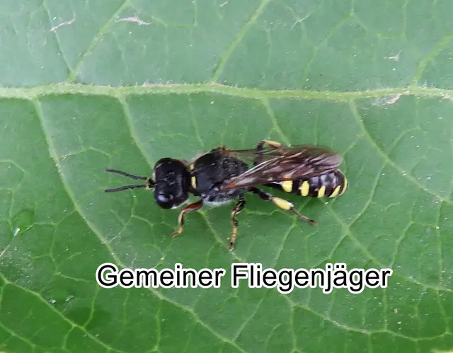 Gemeiner Fliegenjäger (Ectemnius lapidarius) Georg Wolfgang Franz Panzer 1804
Ordnung: Hautflügler (Hymenoptera)
ohne Rang:	Grabwespen (Spheciformes)
Familie:	Crabronidae
Unterfamilie:	Crabroninae
Tribus:	Crabronini
Gattung:	Ectemnius
Art: | Foto: GvMeegen