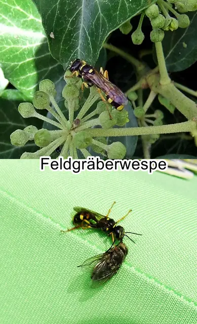 Feldgräberwespe / Kotwespe (Mellinus arvensis) Carl von Linné 1758
Ordnung: Hautflügler (Hymenoptera)
Teilordnung:	Stechimmen (Aculeata)
Familie:	Grabwespen (Crabronidae)
Unterfamilie:	Mellininae
Art: Feldgräberwespe | Foto: GvMeegen
