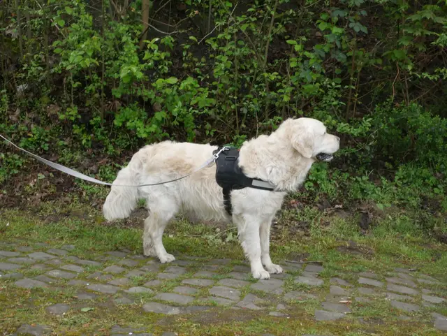 Braver Hund