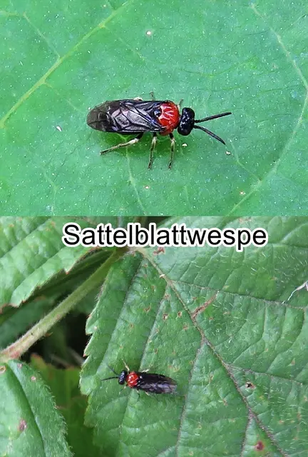 Sattelblattwespe (Eutomostethus ephippium) Georg Wolfgang Franz Panzer 1798
Ordnung:	Hautflügler (Hymenoptera)
Überfamilie:	Blattwespenartige (Tenthredinoidea)
Familie:	Echte Blattwespen (Tenthredinidae)
Unterfamilie:	Blennocampinae
Tribus:	Phymatocerini
Gattung:	Eutomostethus
Art: Sattelblattwespe | Foto: GvMeegen