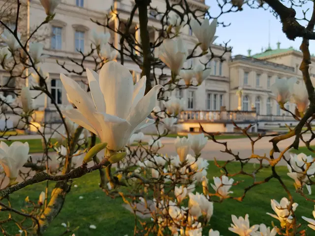 Magnolien in der Abendsonne vor der Villa Hügel in Essen