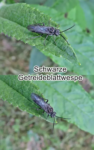 Schwarze Getreideblattwespe (Dolerus nitens) Ernst Gustav Zaddach 1859
Ordnung:	Hautflügler (Hymenoptera)
Überfamilie:	Blattwespenartige (Tenthredinoidea)
Familie:	Echte Blattwespen (Tenthredinidae)
Unterfamilie:	Selandriinae
Gattung:	Dolerus
Untergattung:	Poodolerus
Art:	Schwarze Getreideblattwespe | Foto: GvMeegen