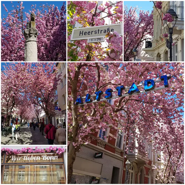 Die Kirschblüte in der Altstadt Bonns: Heerstraße und Breite Straße sind die hotspots
