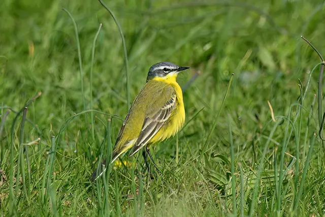 Foto: Copyright Andreas Schäfer