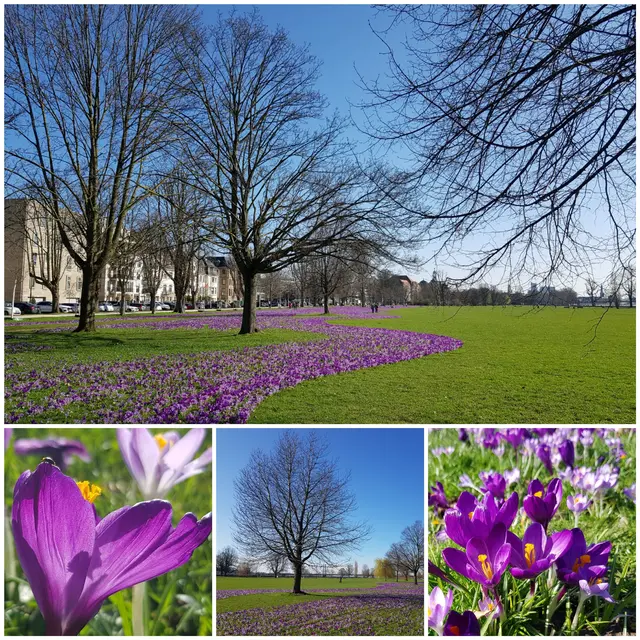Das "Blaue Band" der Krokusse im Rheinpark Düsseldorf. Die geschwungene Pflanzung symbolisiert den Rhein.