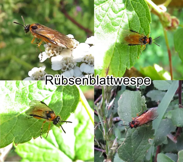 Rübsenblattwespe / Kohlrüben-Blattwespe (Athalia rosae) Carl von Linné 1758
Ordnung:	Hautflügler (Hymenoptera)
Überfamilie:	Blattwespenartige (Tenthredinoidea)
Familie:	Athaliidae
Gattung:	Athalia
Art:	Rübsen-Blattwespe | Foto: GvMeegen