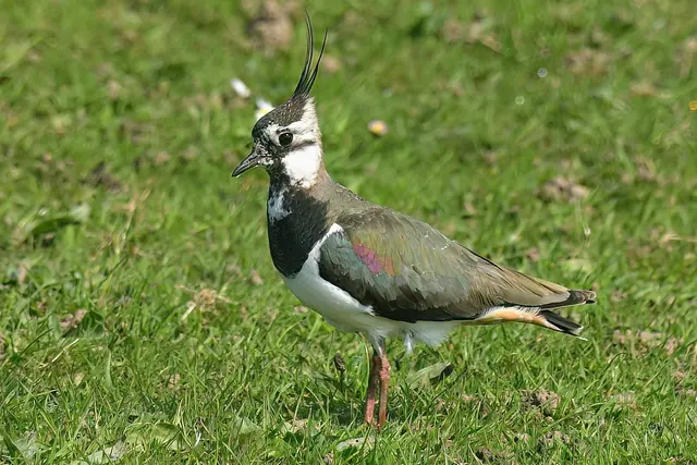 Foto: Copyright Andreas Schäfer