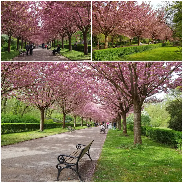 Allee von blühenden Kirschbäumen im Rombergpark, Dortmund