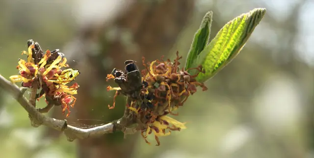 Übrigens: Die außergewöhnliche Blütezeit im Spätherbst und Winter hat der Hamamelis auch den Namen "Witch Hazel", zu deutsch: Hexenhasel eingebracht.