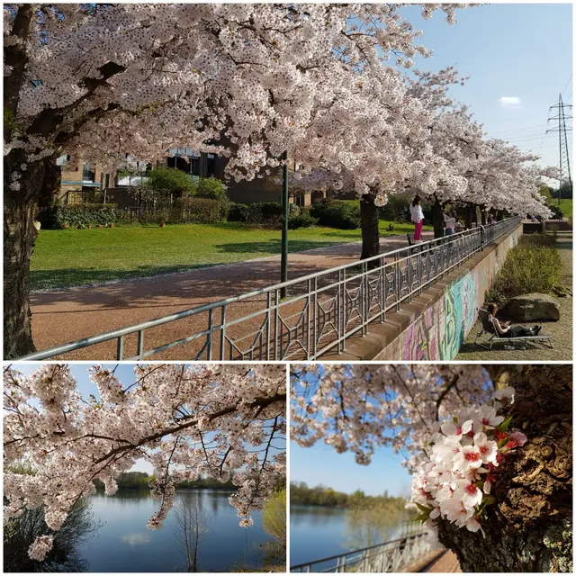 Kirschblüte im Südpark, Düsseldorf