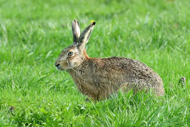 Foto: Copyright Andreas Schäfer