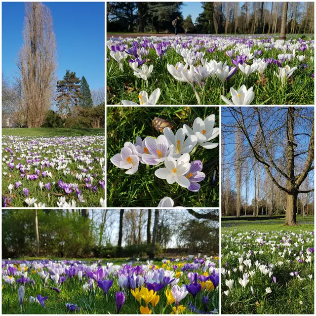 Krokusse im Nordpark Düsseldorf