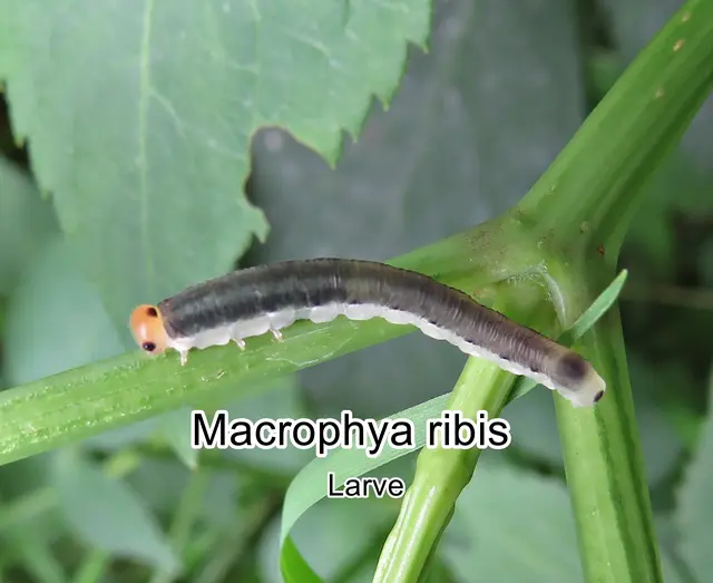 (odtN) Macrophya ribis  Franz Paula von Schrank 1781
Ordnung: Hautflügler (Hymenoptera)
Unterordnung: Pflanzenwespen (Symphyta)
Überfamilie: Blattwespenartige (Tenthredinoidea)
Familie: Echte Blattwespen (Tenthredinidae)
Unterfamilie: Tenthredininae
Tribus: Macrophyini
Art: Macrophya ribis | Foto: GvMeegen