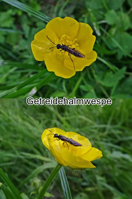 Getreidehalmwespe (Cephus pygmeus) Carl von Linné 1767
Ordnung: Hymenoptera (Hautflügler) 
Unterordnungen: Pflanzenwespen/Sägewespen (Symphyta)
Familie: Cephidae (Halmwespen) 
Art: Getreidehalmwespe

 | Foto: GvMeegen