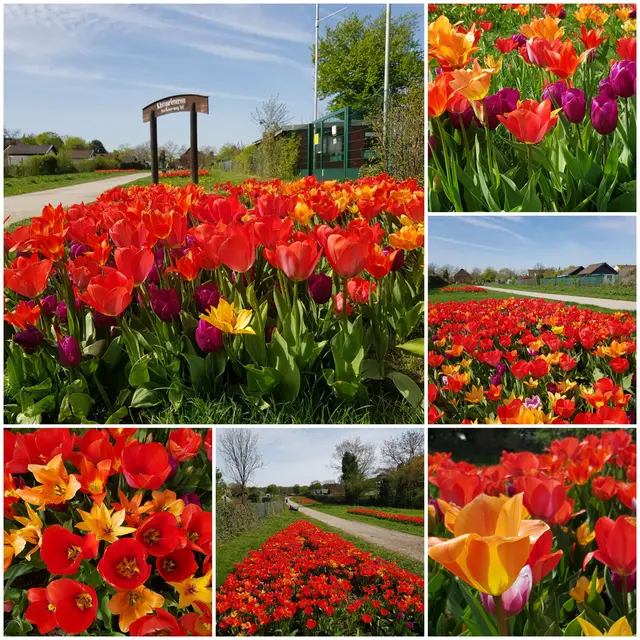 Ich sehe rot... und ein bißchen orange-gelb und lila... Tulpenbeete im Duisburger Süden