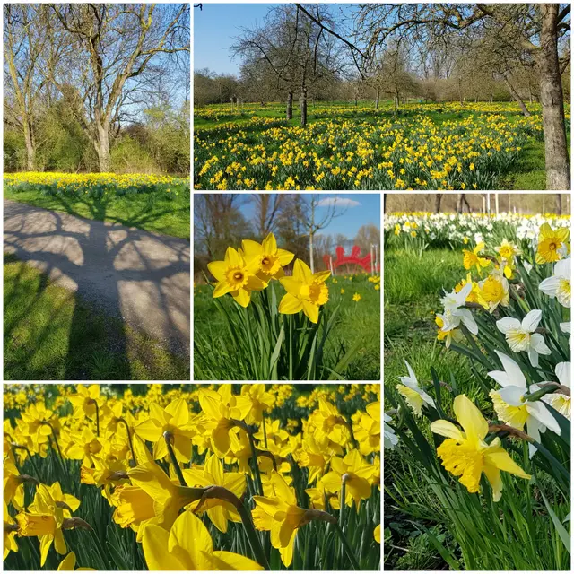 Ein Meer von Narzissen auf der Apfelwiese in Grevenbroich