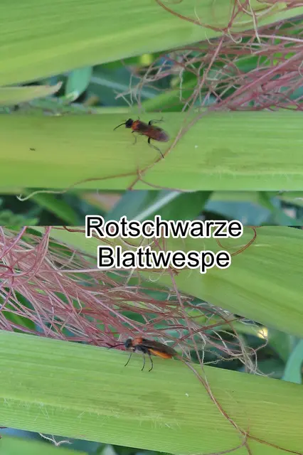 Rotschwarze Blattwespe (Dolerus germanicus) 
Ordnung: Hautflügler (Hymenoptera)
Familie:	Echte Blattwespen (Tenthredinidae) Johann Christian Fabricius 1775
Unterfamilie:	Selandriinae
Tribus:	Dolerini
Gattung:	Dolerus
Untergattung:	Dolerus
Art: Rotschwarze Blattwespe | Foto: GvMeegen
