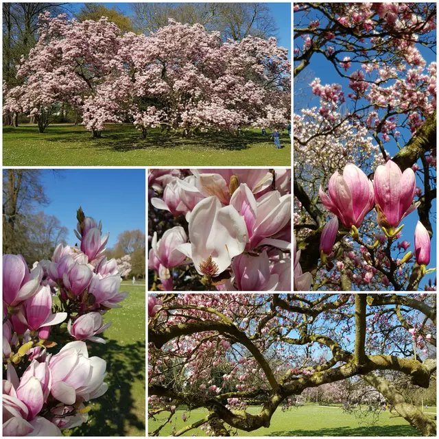 Mächtige Magnolienbäume blühen im Volksgarten, Düsseldorf