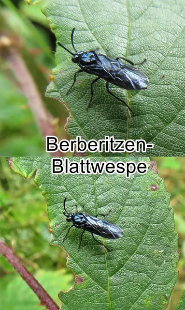 Berberitzen-Blattwespe (Arge berberidis) Franz von Paula Schrank 1802
Ordnung: Hautflügler (Hymenoptera)
Unterordnung:	Symphyta
Familie:	Sägewespen (Symphyta)
Gattung:	Arge
Art: Berberitzen-Blattwespe | Foto: GvMeegen