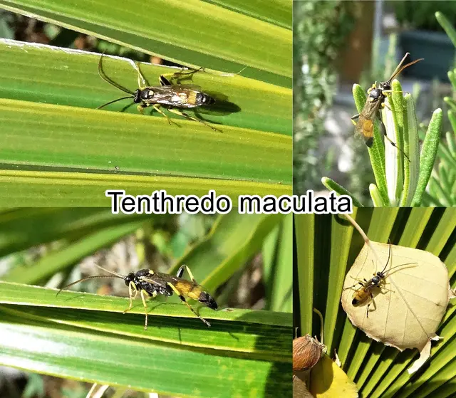 (odtN) Tenthredo maculata Étienne Louis Geoffroy 1785
Ordnung:	Hautflügler (Hymenoptera)
Familie:	Echte Blattwespen (Tenthredinidae)
Unterfamilie:	Tenthredininae
Gattung:	Tenthredo
Art: Tenthredo maculata | Foto: GvMeegen