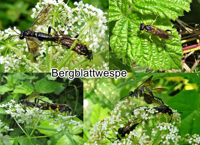 Bergblattwespe (Macrophya montana) Conte Giovanni Antonio Scopoli 1763
Ordnung:	Hautflügler (Hymenoptera)
Überfamilie:	Blattwespenartige (Tenthredinoidea)
Familie:	Echte Blattwespen (Tenthredinidae)
Unterfamilie:	Tenthredininae
Gattung:	Macrophya
Art:	Bergblattwespe | Foto: GvMeegen
